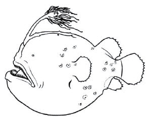 Familia Himantolophidae.jpg